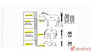 Eohippus was a small ungulate also called as [upl. by Lashonda]