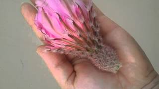 Echinocereus pectinatus var rigidissimus ssp rubrispinus [upl. by Nnaeirb463]