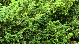 Poisonous Plants 121 Taxus baccata the yew tree [upl. by Anwat134]