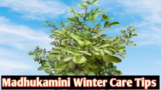 Madhu kamini  Murraya paniculata Winter Care Tips  fertlizers [upl. by Shermie]