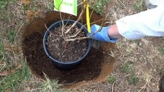 Planting Blueberry Bushes Can Be Complicated  How to Plant Blueberries [upl. by Tavia]