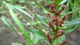 Strawberry Blite Chenopodium Capitatum Blitum Capitatum  20120902 [upl. by Marlo595]