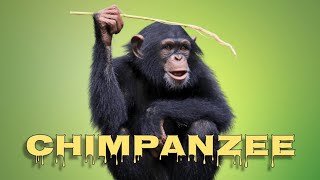 Chimpanzee sounds [upl. by Aggappe]