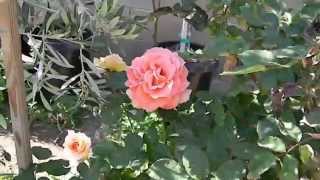 Brass Band Floribunda Rose [upl. by Shyamal745]