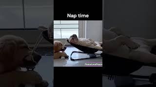 Nap time viralvideo funny animals dog pets [upl. by Esiuole750]