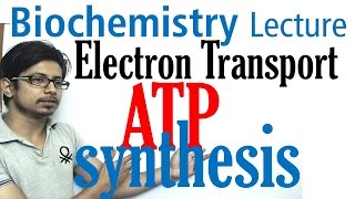 Electron transport chain and ATP synthesis [upl. by Ahsieuqal965]