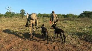 Antipoaching K9 ear protection [upl. by Possing626]