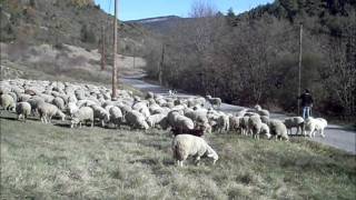 Transhumance [upl. by Aissat]