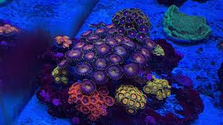 How to grow Zoas my method [upl. by Hoeve]