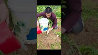 All the radishes are being watered consistently Md rayhan lifestyle 2024 funny funnyshorts funny [upl. by Weil]