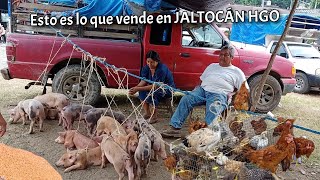 Día de TIANGUIS EN JALTOCÁN Hidalgo 2024 isidoroysusteclados5076 [upl. by Esela]