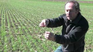 Wheat School Evaluating Planting Depth  Peter Johnson [upl. by Zellner]