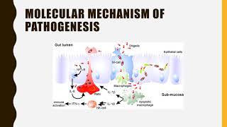 Shigella pathogenesis symptoms diagnosis amp Treatment pathogenesis [upl. by Yaf264]