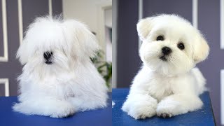 MALTESE PUPPY FIRST GROOMING WITH SCISSOR ✂️❤️🐶 cuteness guaranteed [upl. by Primavera]