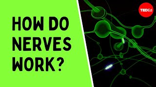 How do nerves work  Elliot Krane [upl. by Mossman429]