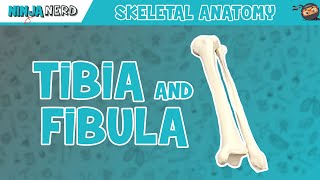 Tibia amp Fibula Anatomy [upl. by Anihcak]