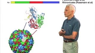 Picornaviruses  Stephen Harrison HarvardHHMI [upl. by Eisset298]