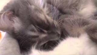 Un chat qui ronfle en dormant [upl. by Ttenrag]