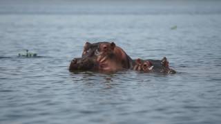 4K Lake Naivasha National Park Ultra HD [upl. by Nyrahtak]