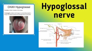 Hypoglossal Nerve  Cranial Nerve 12 Pathway Nerve Lesion [upl. by Edva257]