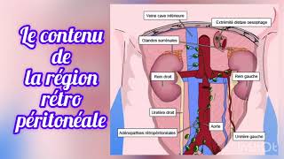 Anatomie du péritoine [upl. by Epilihp]