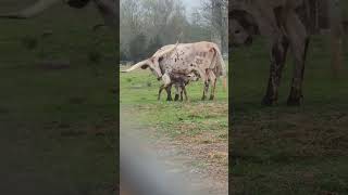 ⭕LONGHORN Cattle Breed ✅ Biggest Bulls And Cow [upl. by Nhor]