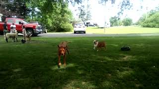 Rhodesian ridgeback chasing and barking 4 [upl. by Aicad]