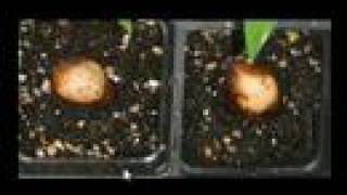 Sago Palm Seed Germination  How To [upl. by Llerrat153]