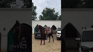 Horse power punjabisong [upl. by Amyaj]