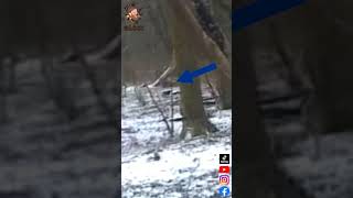 IL COURT IL COURT LE CHEVREUIL  KILLFAIL 002 chasse nature hunting chevreuil deer [upl. by Downs]