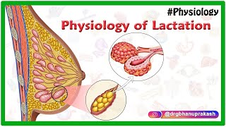 Physiology of Lactation Animation [upl. by Eiramac]