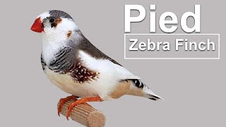 PIED MUTATION  RECESSIVE  ZEBRA FINCH [upl. by Eeram]