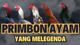 MENGENAL PRIMBON AYAM MENURUT WARNA BULU PALING MELEGENDAjago102 [upl. by Ollie]