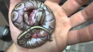 Severely Deformed Ball Python Hatches [upl. by Dunstan376]