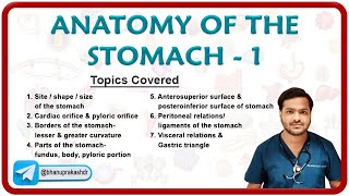 Anatomy Of The Stomach  Part 1  Shape Parts Borders Surfacres peritoneal amp visceral relations [upl. by Duer225]