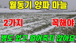 월동기 마늘 양파 부직포 덮기 전 이 2가지 꼭 해야 얼어죽지 않고 수확량 대박납니다 [upl. by Cozza456]