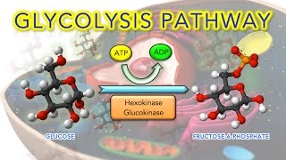 Anaerobic glycolysis [upl. by Cleve]