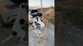 Elimi yiyecekler neredeyse hepsi birbirinden güzel🤭🖤 sokakhayvanları animals doglife patili [upl. by Rolyt]