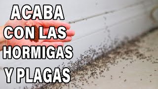 ¡Nunca me había deshecho de las hormigas y cucarachas tan rápido El insecticida más fuerte [upl. by Midas]