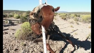 quotPARA LOS POBRES PIEDRASquot de Mathieu Orcel INCAA  veranada mapuche Neuquen [upl. by Hanshaw149]