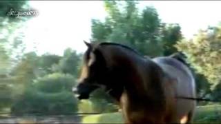 Polish Arabian Horses Polskie Konie Arabskie [upl. by Amol]