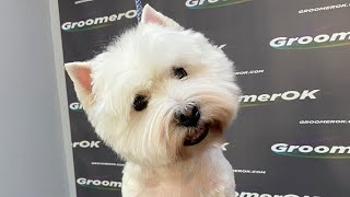 Unleashing Your Westies Beauty  A Guide to Pet Grooming [upl. by Fabiola]