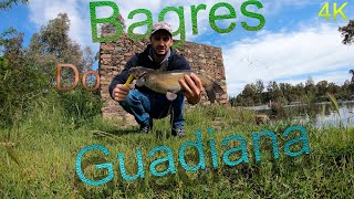 PESCA AOS BAGRES NO RIO GUADIANABagre do Canal [upl. by Sibby]