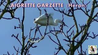 AIGRETTE GARZETTE un peu cassecou [upl. by Iad]