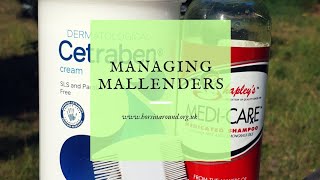 How to treat mallenders in horses  how I manage mallenders  what is mallenders [upl. by Metzgar]