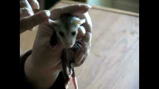 Meet A Baby Opossum [upl. by Derwin]