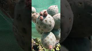 tephrocactus geometricus buds and other buds battlerog222 [upl. by Nadean]