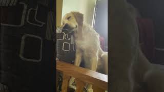 Lazy Roxy 😂😴roxysgoldenlife doglover like share subscribe shortsfeed shortvideo shortsviral [upl. by Maurise]