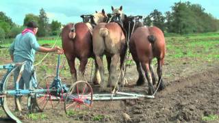 Strong Belgian Draft Horses Working on the Farm  Merelbeke [upl. by Suoirred]