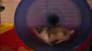 Loud hamster wheel hamster running solution [upl. by Ophelie959]